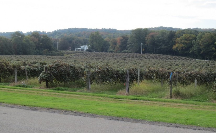 Mogen David vineyard located in Westfield, New York