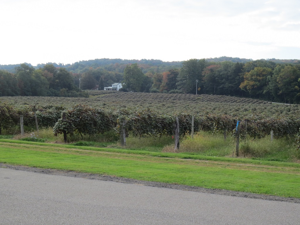Mogen David vineyard located in Westfield, New York