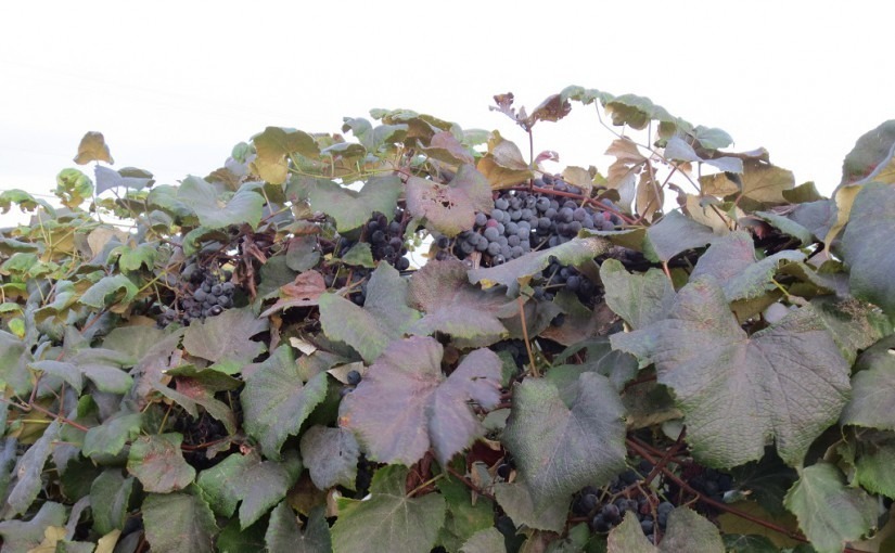 Delicious Concord grapes basking in the sun