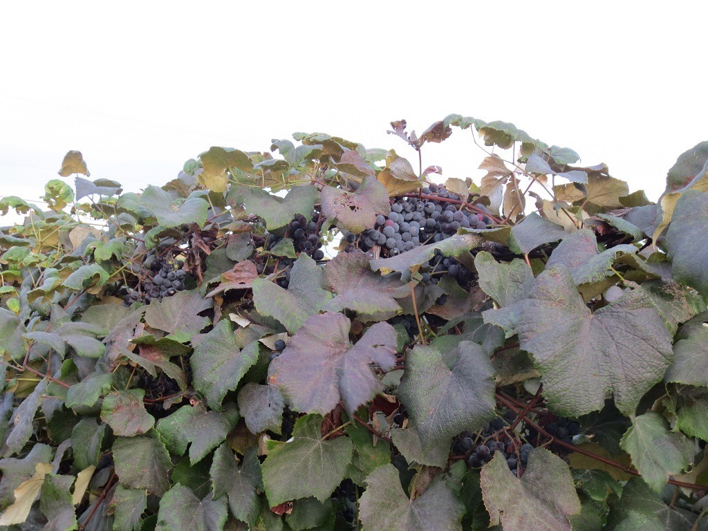 Delicious Concord grapes basking in the sun