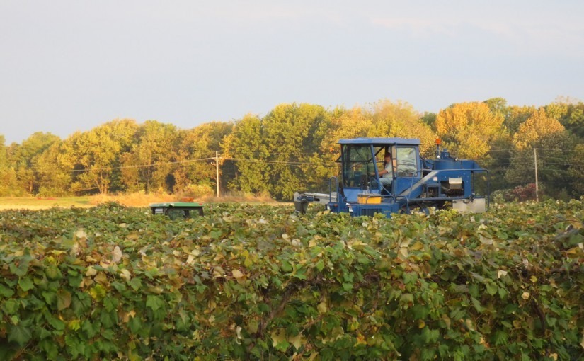 Concord grapes ready to be picked