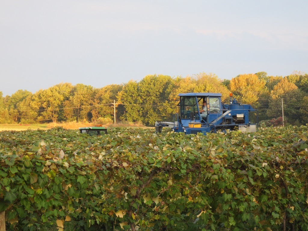 Concord grapes ready to be picked